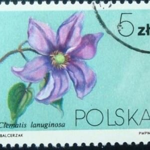1984 - Clematis lanuginosa