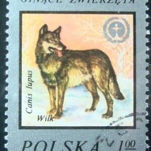 1977 - Wolf