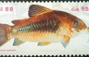 1988 - Limpatudo