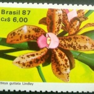 1987 -  Cattleya guttata