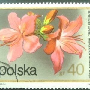 1972 - Rhododendron japonicus