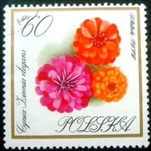 1966 - Zinnias
