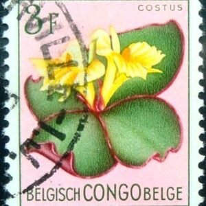 1952 - Costus spectabilis