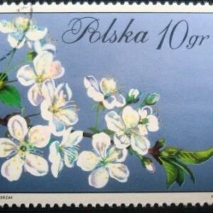1971 - Prunus cerasus