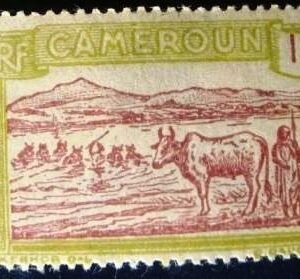 1925 - Cattle Crossing a River
