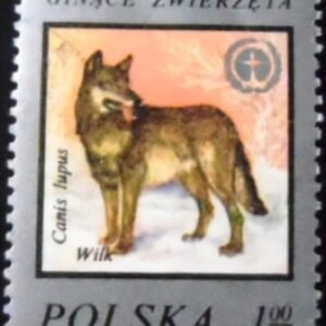1977 -  Wolf