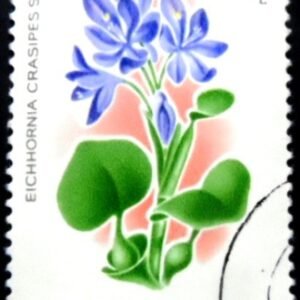 1980 - Common Water Hyacinth