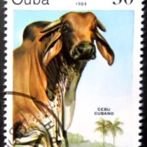 1984 - Cuban Zebu