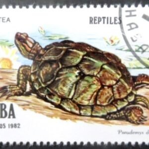 1982  - Cuban Slider