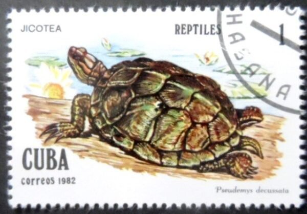 1982  - Cuban Slider