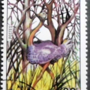 1977 - North African Ostrich
