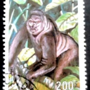 1983 - Gorilla