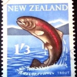 1960 - Rainbow Trout